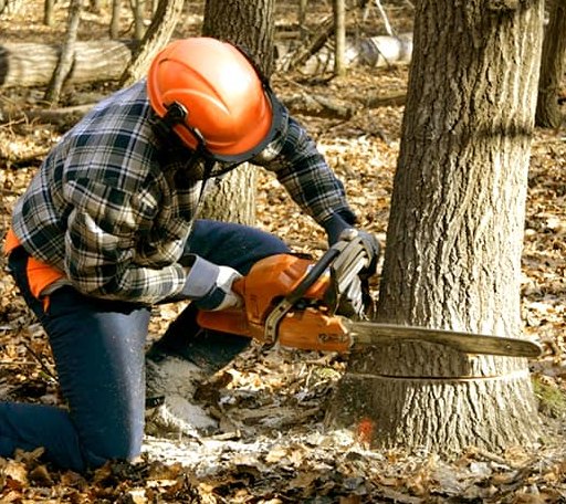 Tree Removal in Sadler, TX